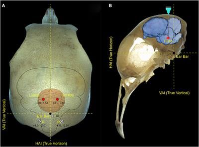 Grade-control outdoor turning flight of robo-pigeon with quantitative stimulus parameters